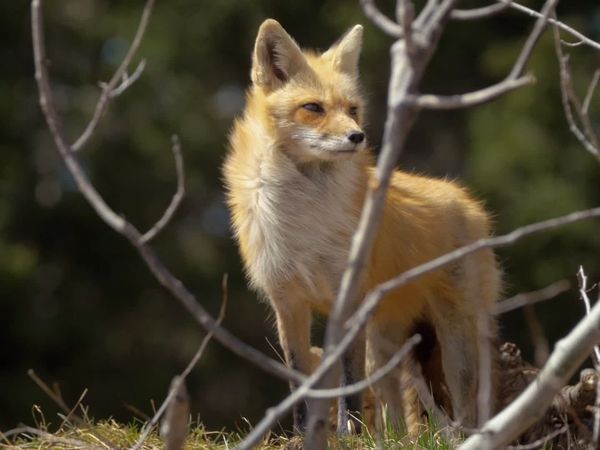 Wild Wild East - Foxes