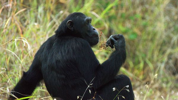 Nomads of the Serengeti - Cradle of Mankind