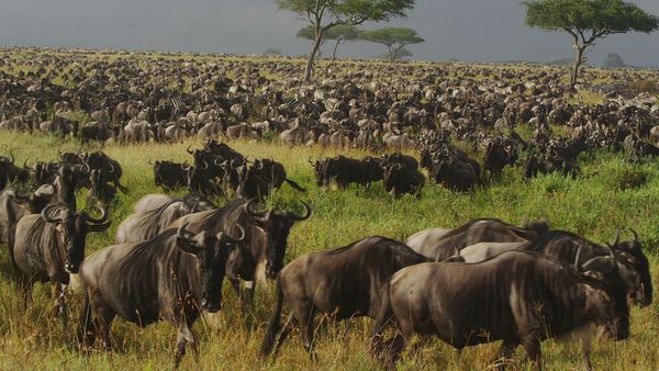 Nomads of the Serengeti - Short Grass Plains