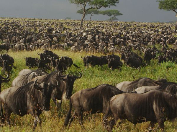 Nomads of the Serengeti - Short Grass Plains