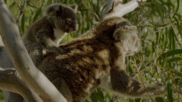 Secret Life of the Koala - Koala Country