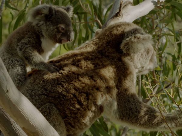 Secret Life of the Koala - Koala Country