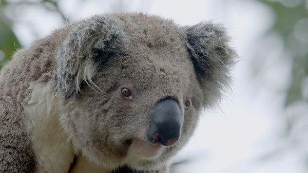 Secret Life of the Koala - Breeding Season