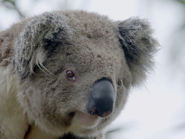 Secret Life of the Koala - Breeding Season