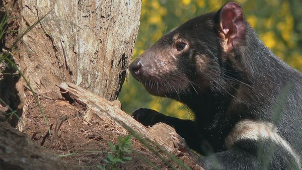 Secret Life of the Tasmanian Devil - Meet the Devils