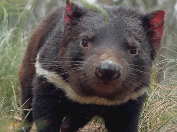 Secret Life of the Tasmanian Devil - Meet the Devils