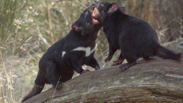 Secret Life of the Tasmanian Devil - Young Devils
