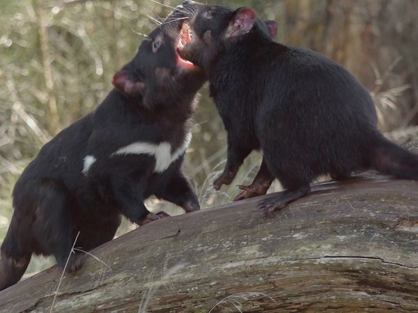 Secret Life of the Tasmanian Devil - Young Devils