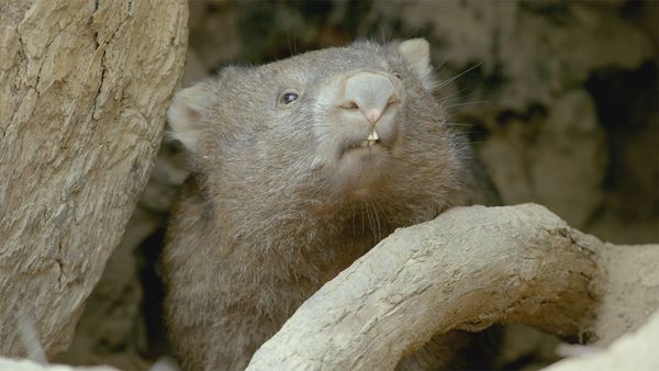 Secret Life of the Wombat - Wombat Wood