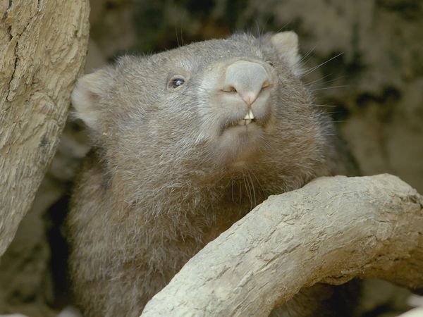 Secret Life of the Wombat - Wombat Wood