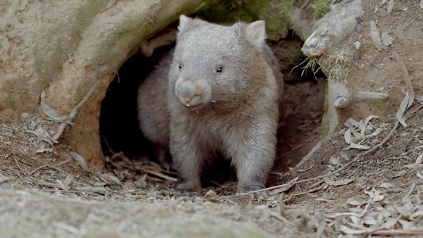 Secret Life of the Wombat - Joey's Journey