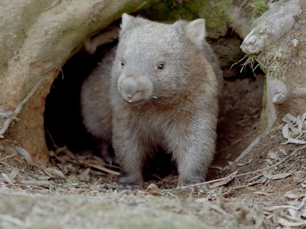 Secret Life of the Wombat - Joey's Journey