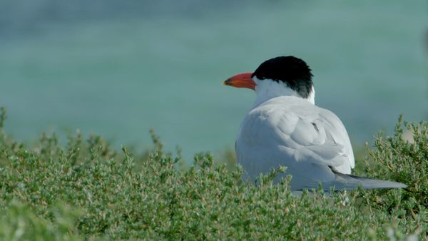 Wild Birds of Australia - The Little Penguin