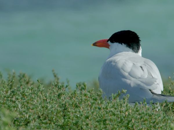 Wild Birds of Australia - The Little Penguin