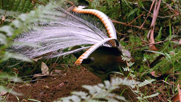 Wild Birds of Australia - Feathering the Nest