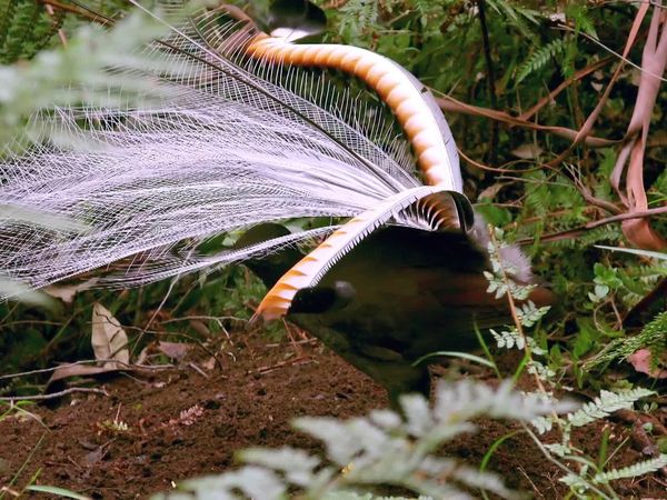 Wild Birds of Australia - Feathering the Nest