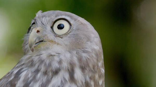 Wild Birds of Australia - Aerial Hunters