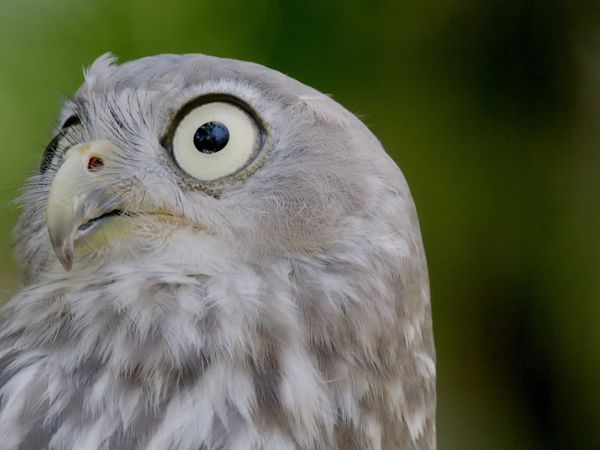 Wild Birds of Australia - Aerial Hunters