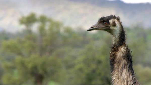 Wild Birds of Australia - Secret Life of the Emu