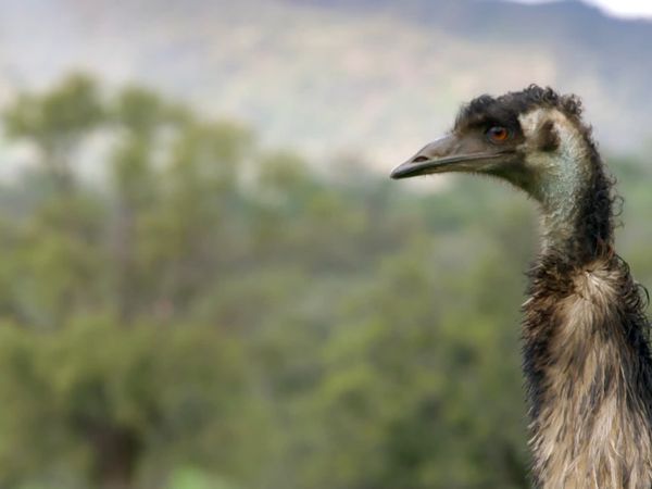 Wild Birds of Australia - Secret Life of the Emu