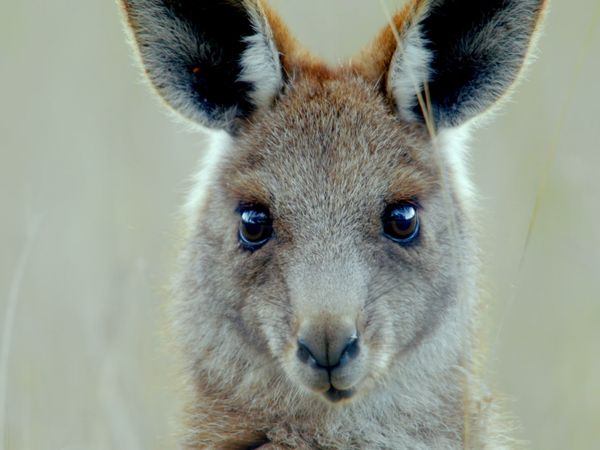 Secret Life of the Kangaroo - Mob Rules