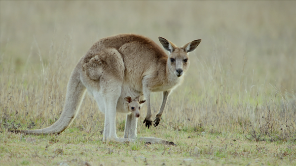 Secret Life of the Kangaroo - From Pouch to Foot