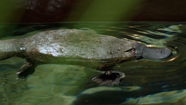 Animal Senses - Super Senses