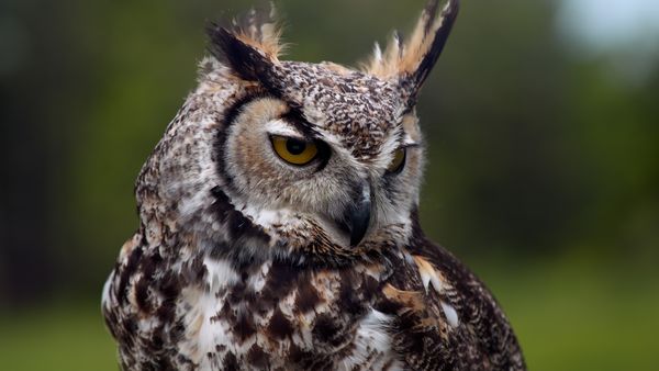 Animal Senses - Hearing