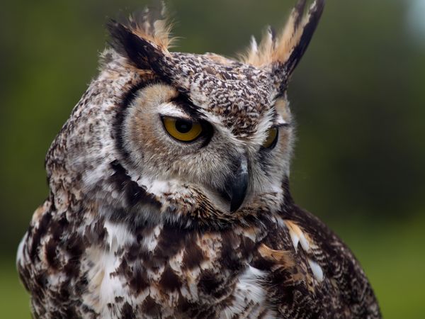 Animal Senses - Hearing