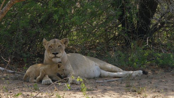 Wildlife Icons - The Big 5