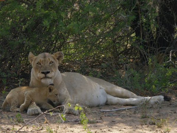 Wildlife Icons - The Big 5