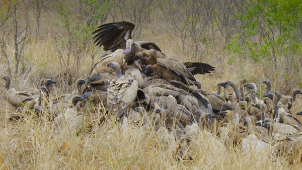 Wildlife Icons - Life in the Leftovers