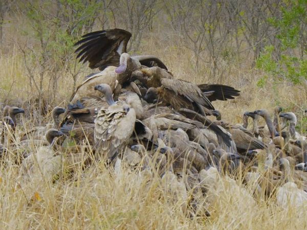 Wildlife Icons - Life in the Leftovers