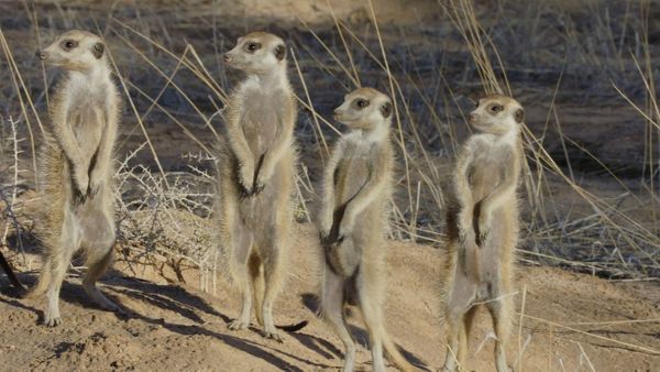 Wildlife Icons - Meet The Meerkats