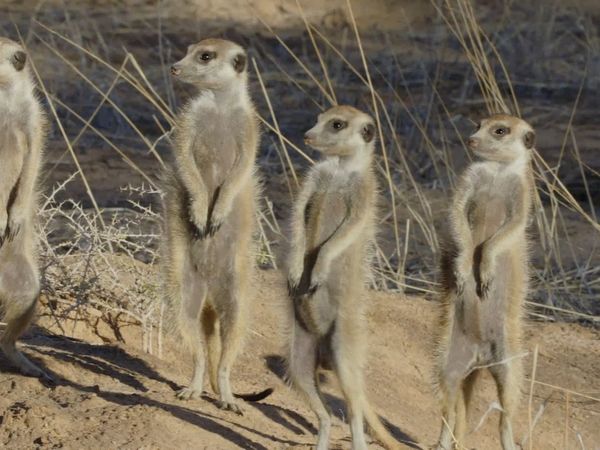 Wildlife Icons - Meet The Meerkats