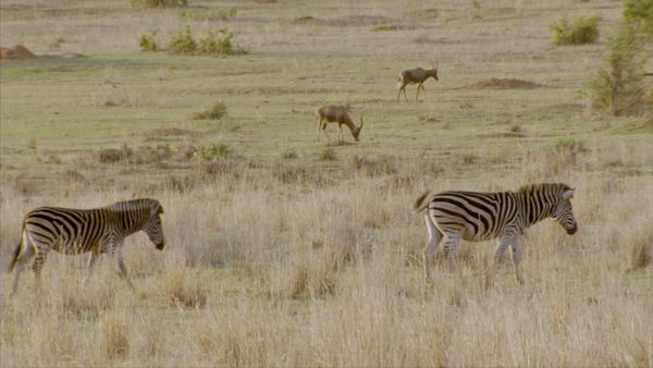 Wildlife Icons - Savannah Life