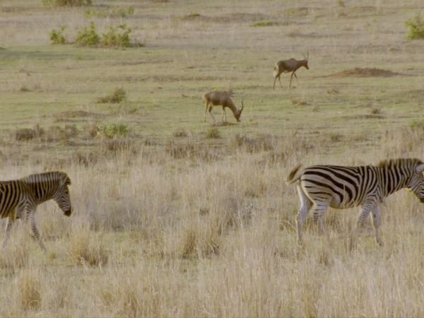 Wildlife Icons - Savannah Life