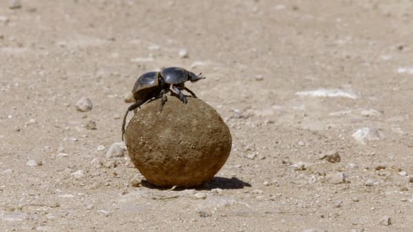 Wildlife Icons - Dung Beetles: Nature's Recycler