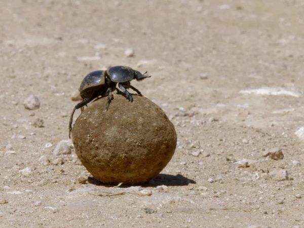 Wildlife Icons - Dung Beetles: Nature's Recycler