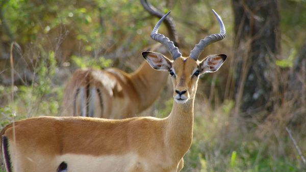 Wildlife Icons - Springbok & Impala: Life in the Herd