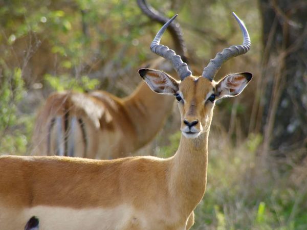 Wildlife Icons - Springbok & Impala: Life in the Herd