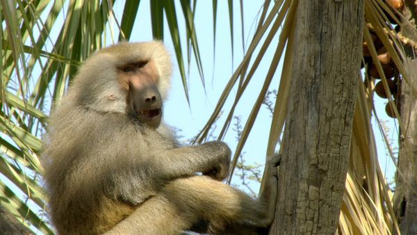 Wildlife Icons - The Hamadryas of Awash