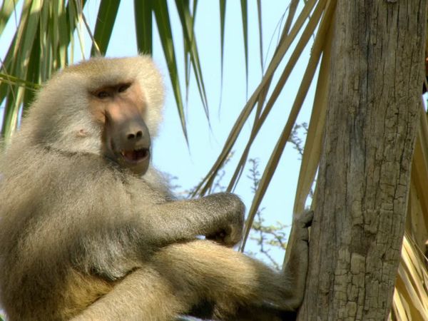 Wildlife Icons - The Hamadryas of Awash
