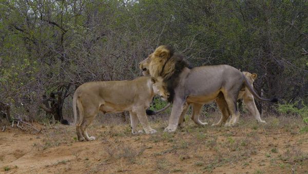 Wildlife Icons - Africa's Big Cats