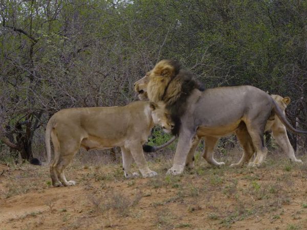 Wildlife Icons - Africa's Big Cats