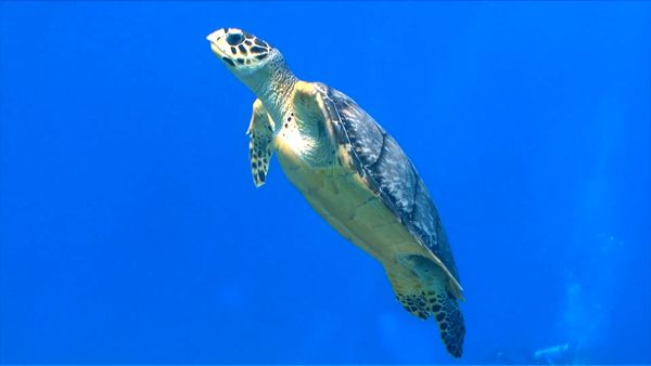 Animal Science - Amazing Animals