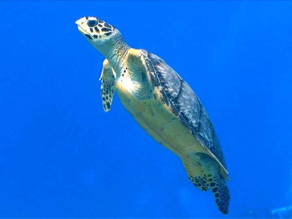 Animal Science - Amazing Animals