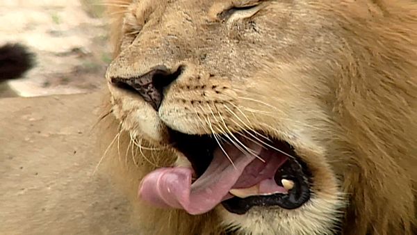 Animal Science - Animals of Africa