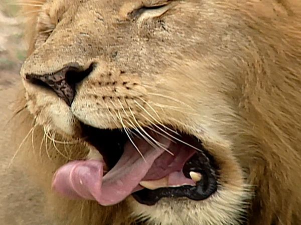 Animal Science - Animals of Africa