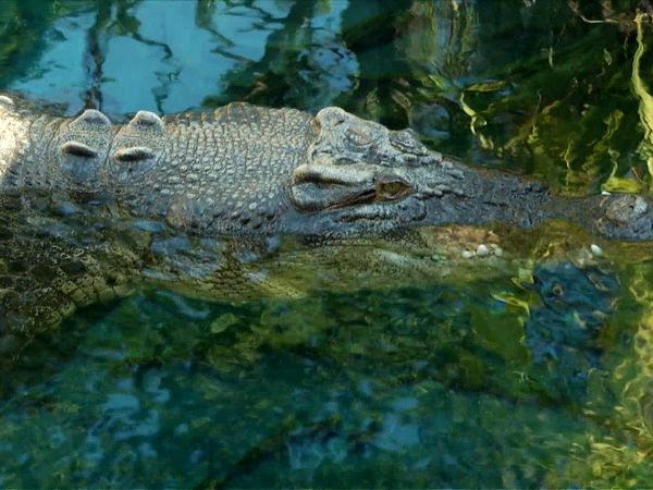 Animal Science - Australian Animals